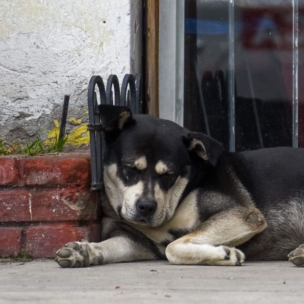 Reportan perros envenenados en Parque España de la Condesa